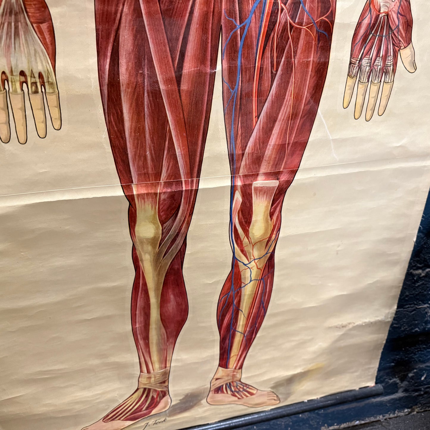 Vintage St Johns Ambulance Anatomy Poster Signed J. Teck