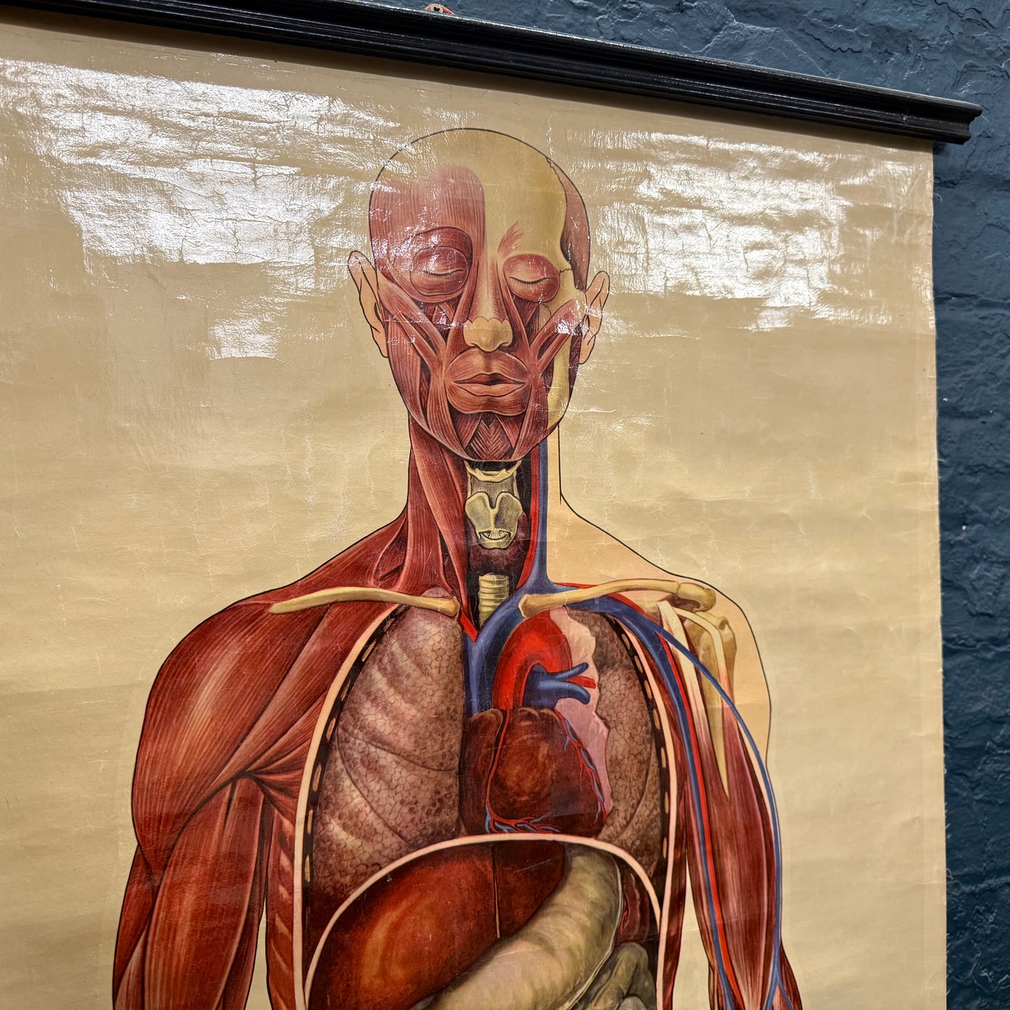 Vintage St Johns Ambulance Anatomy Poster Signed J. Teck
