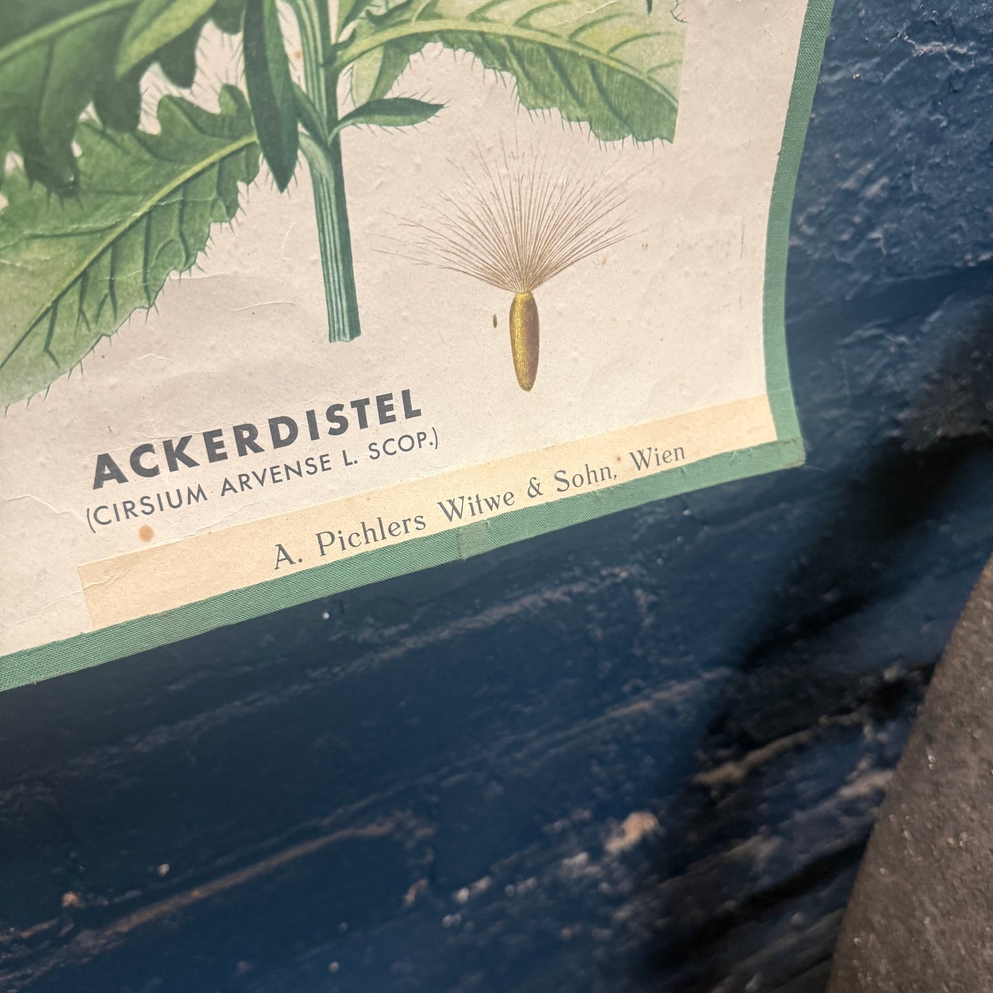 Vintage A. Pichlers Witwe & Sohn, Wien Ackerunkrauter 1 Field Weed Plant Poster