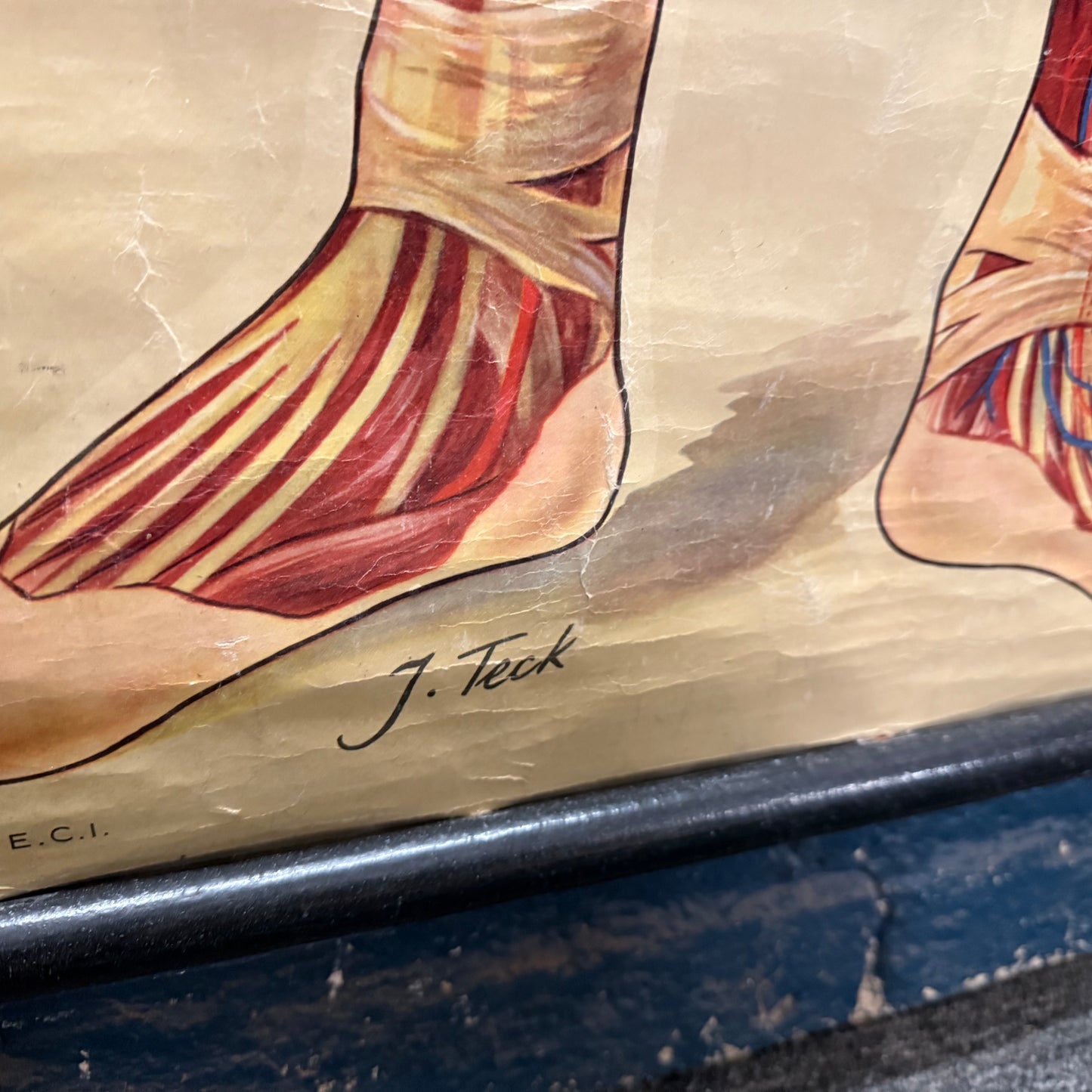 Vintage St Johns Ambulance Anatomy Poster Signed J. Teck