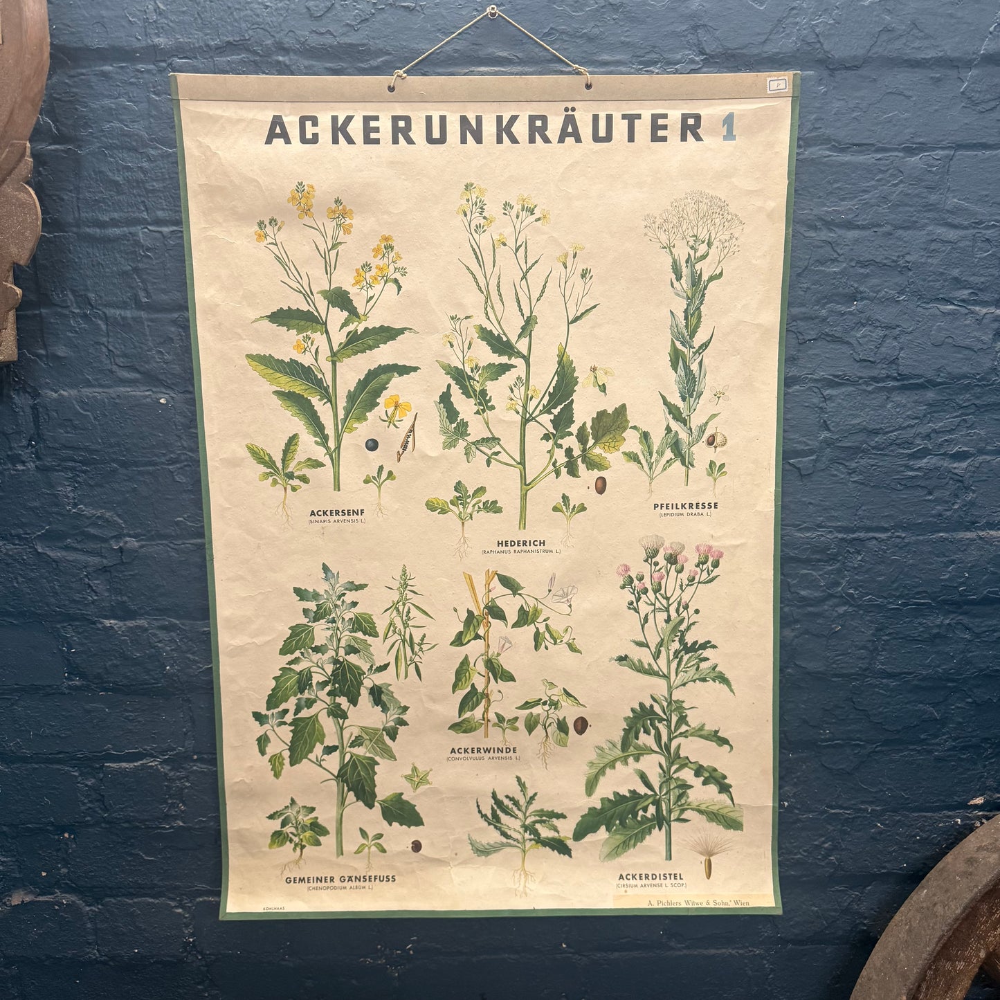 Vintage A. Pichlers Witwe & Sohn, Wien Ackerunkrauter 1 Field Weed Plant Poster