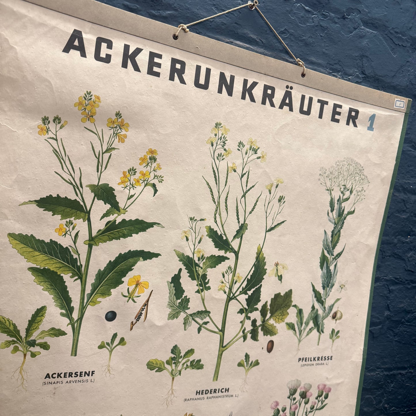 Vintage A. Pichlers Witwe & Sohn, Wien Ackerunkrauter 1 Field Weed Plant Poster