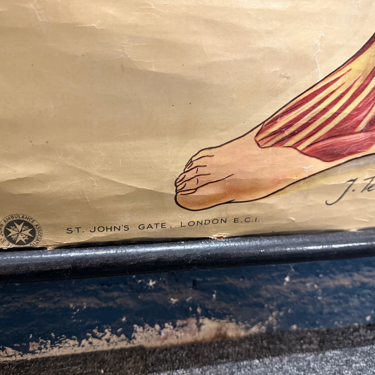 Vintage St Johns Ambulance Anatomy Poster Signed J. Teck