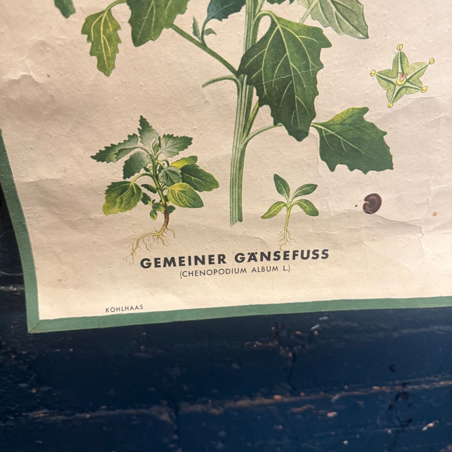 Vintage A. Pichlers Witwe & Sohn, Wien Ackerunkrauter 1 Field Weed Plant Poster