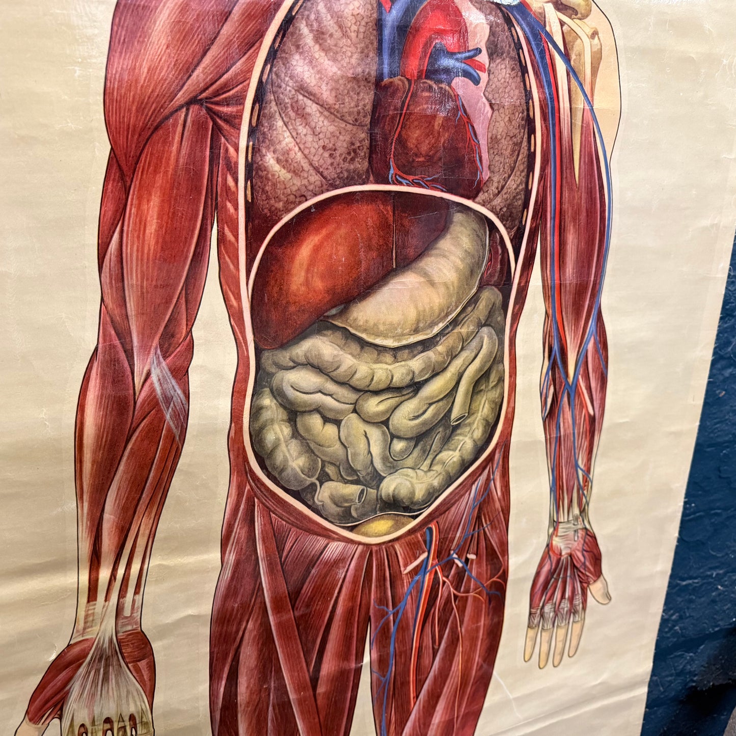 Vintage St Johns Ambulance Anatomy Poster Signed J. Teck
