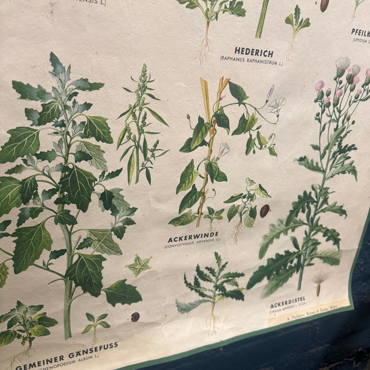 Vintage A. Pichlers Witwe & Sohn, Wien Ackerunkrauter 1 Field Weed Plant Poster