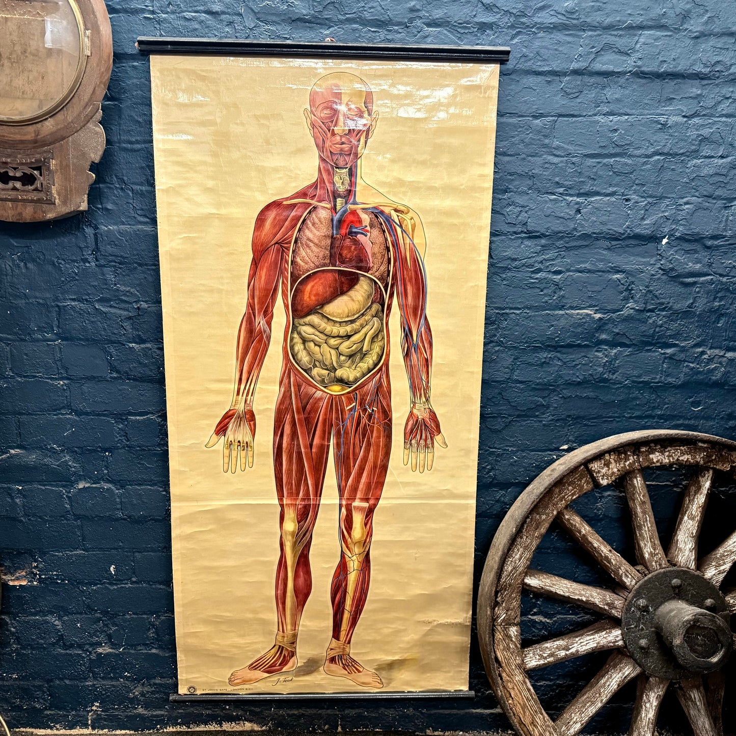 Vintage St Johns Ambulance Anatomy Poster Signed J. Teck