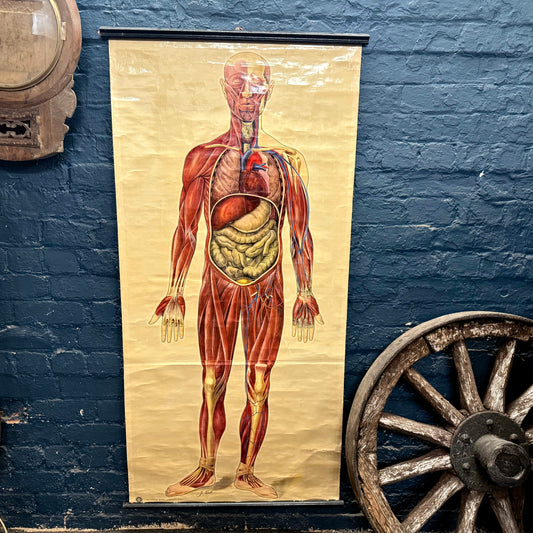 Vintage St Johns Ambulance Anatomy Poster Signed J. Teck
