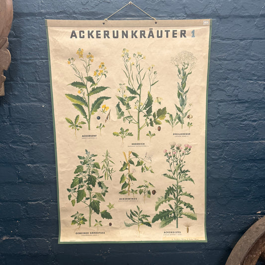 Vintage A. Pichlers Witwe & Sohn, Wien Ackerunkrauter 1 Field Weed Plant Poster