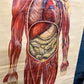 Vintage St Johns Ambulance Anatomy Poster Signed J. Teck
